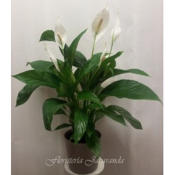 Spatiphilium pequeño