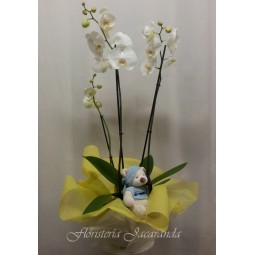 Orquídea phalaenopsis de 3 varas