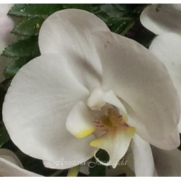 Orquídea phalaenopsis de 3 varas