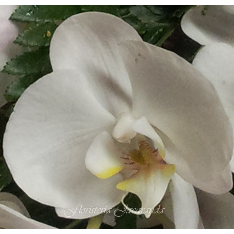 Orquídea phalaenopsis de 3 varas