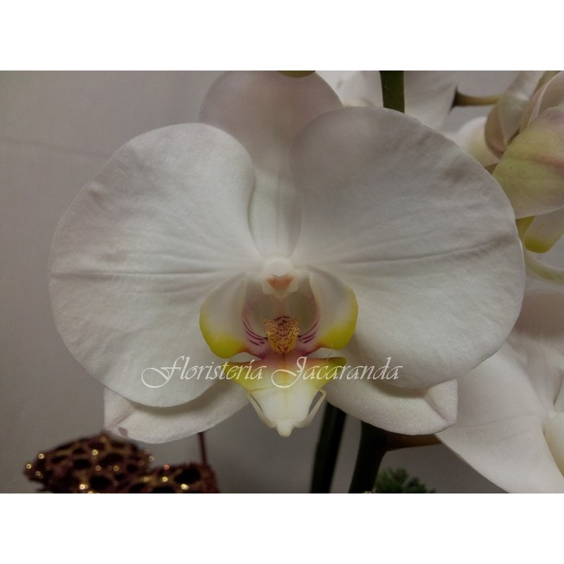 Centro navideño con orquídea