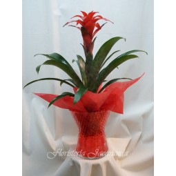 Guzmania