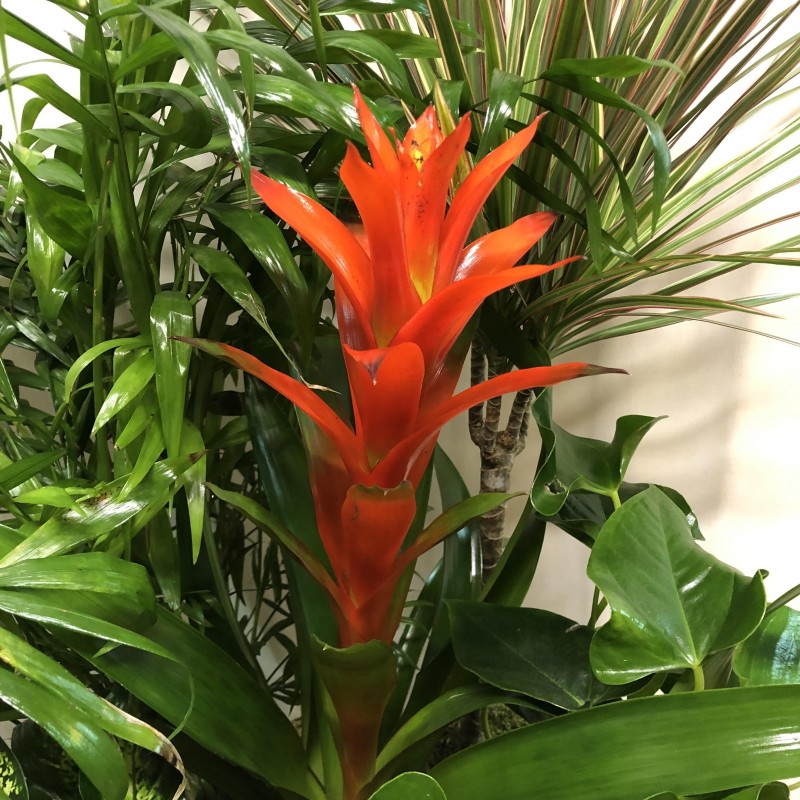 Cesta de plantas con toque navideño