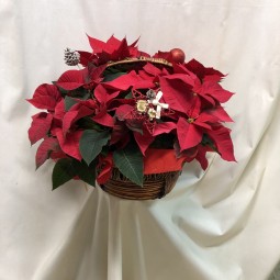Cesta de poinsetias