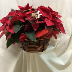 Cesta de poinsetias