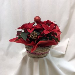 Cesta de poinsetias