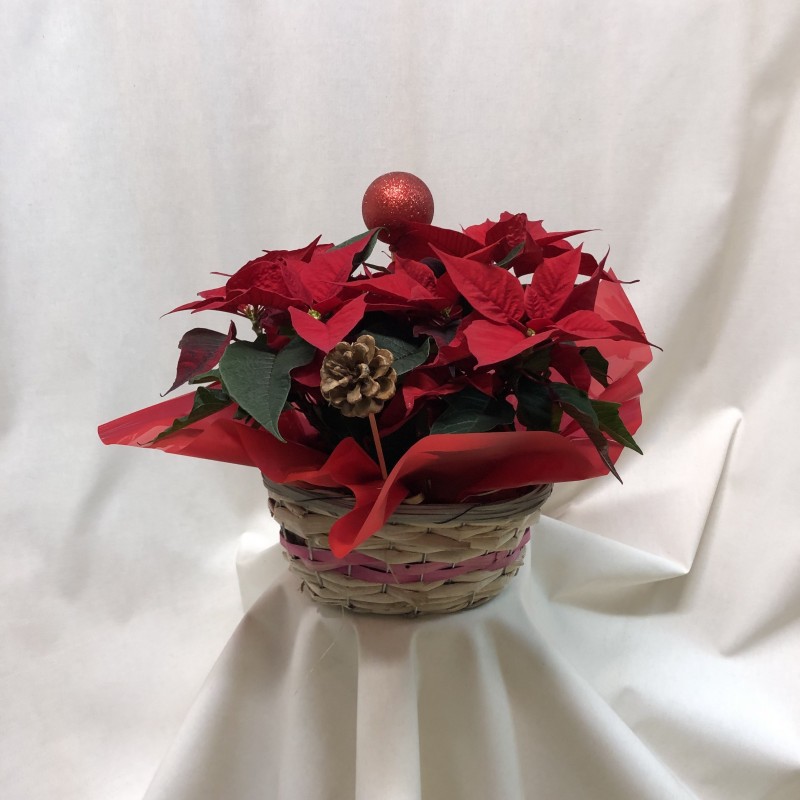 Cesta de poinsetias