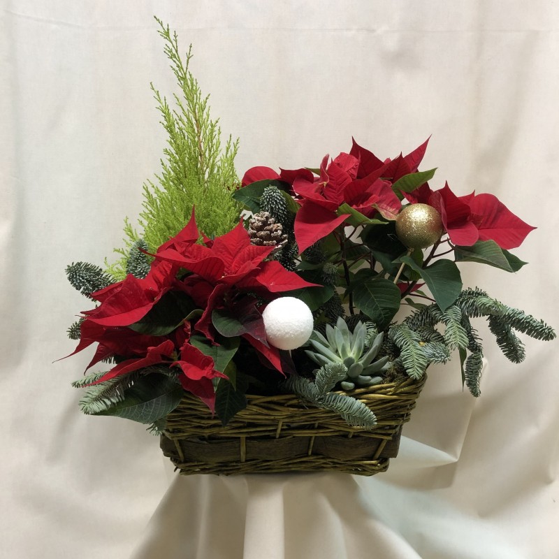 Cesta de poinsetias y plantas