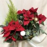 Cesta de poinsetias y plantas