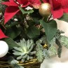 Cesta de poinsetias y plantas