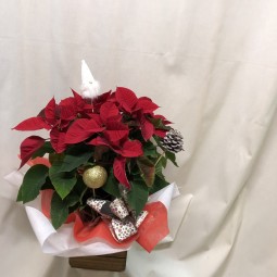 Poinsetia especial