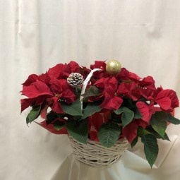 Cesta de poinsetias