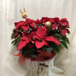 Cesta de dos poinsetias grandes
