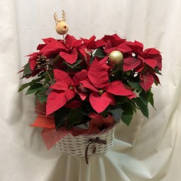 Cesta de dos poinsetias grandes