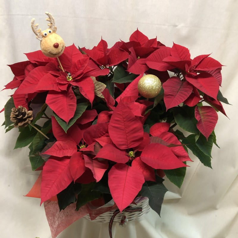 Cesta de dos poinsetias grandes