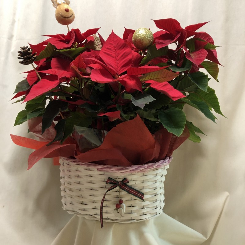 Cesta de dos poinsetias grandes