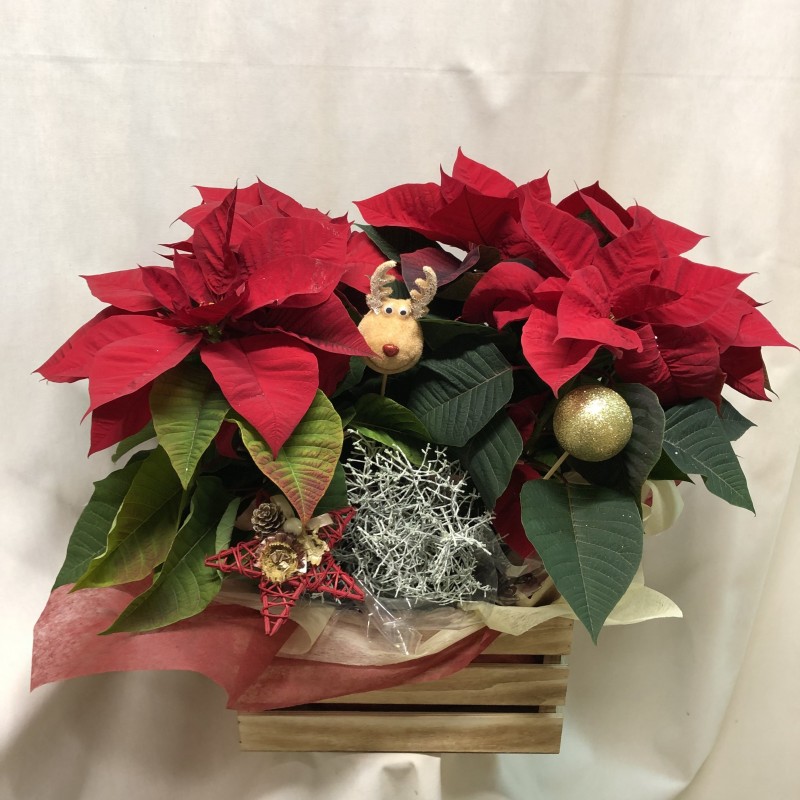 Caja de poinsetias