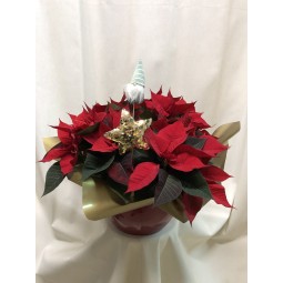 Centro bajo de poinsetias