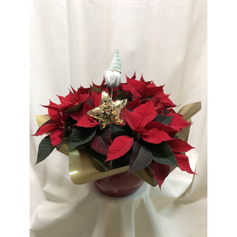 Centro bajo de poinsetias