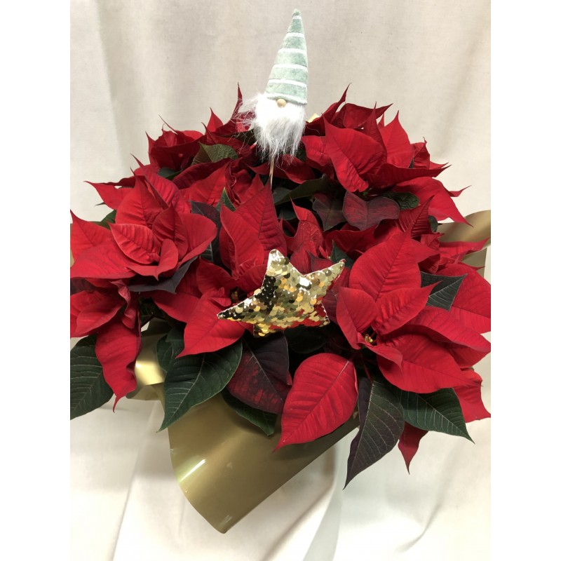 Centro bajo de poinsetias