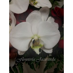 Centro de orquídeas