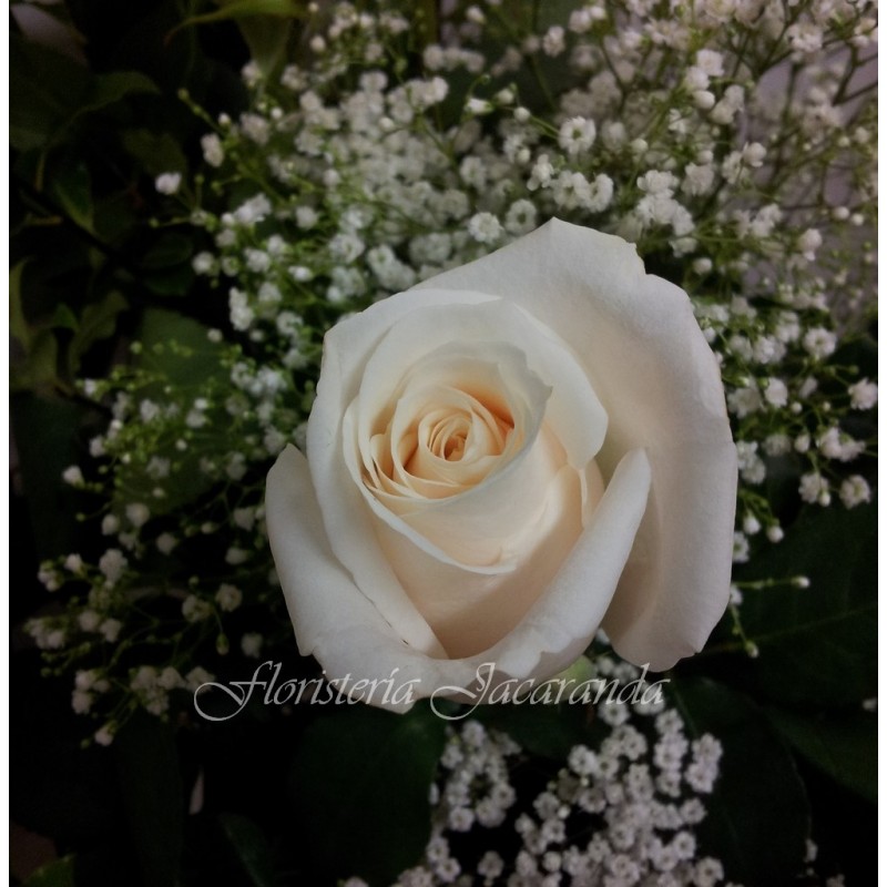 Ramo de 12 rosas blancas (S.Valentín)