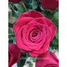 Centro de rosas rojas y cymbidium (S.Valentín)