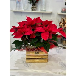 Caja con flor de pascua