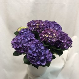 Hortensia