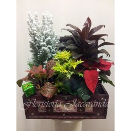 Baúl Navideño de plantas