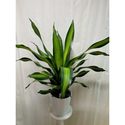 Drácena fragans "burley"