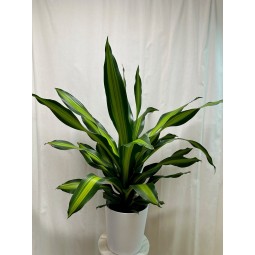 Drácena fragans "burley"