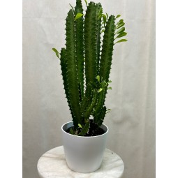 Euphorbia