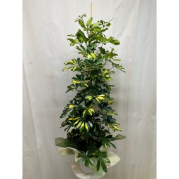 schefflera