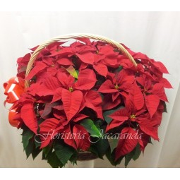 Cesta de poinsetias