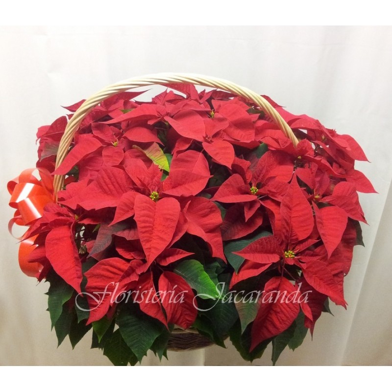 Cesta de poinsetias