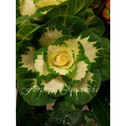 Centro de flores con brásicas