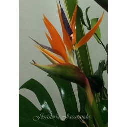 Florero con strelizias