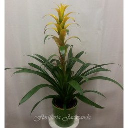 Guzmania