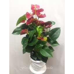Anthurium grande
