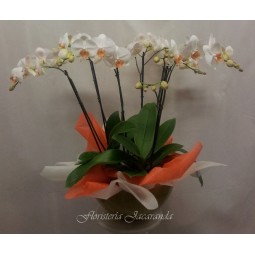 Centro de orquídeas