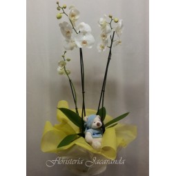 Orquídea phalaenopsis de 3...